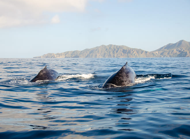 whale watching los cabos sea of cortez cabo san lucas whales baja california sur mexico marine wildlife ocean experience