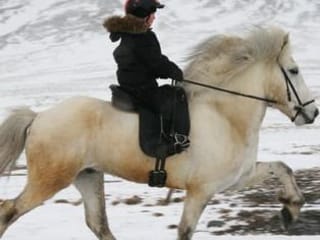 Horse Riding Tour and Explore Scenery in Gásir Akureyri, photo 6