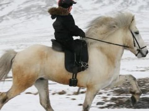 Horse Riding Tour and Explore Scenery in Gásir Akureyri, photo 6