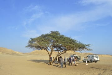 Desert Jeep Safari and Camel Ride Adventure from Safaga
