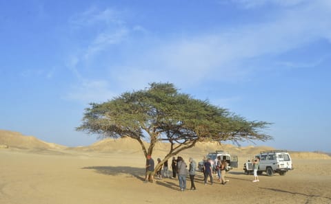 Desert Jeep Safari and Camel Ride Adventure from Safaga