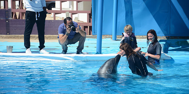 Hurghada Swimming with Dolphins Tour