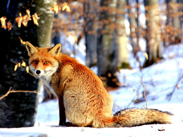 From Brasov: Piatra Craiului National Park 2-Day Guided Trek – Eco-Certified program
