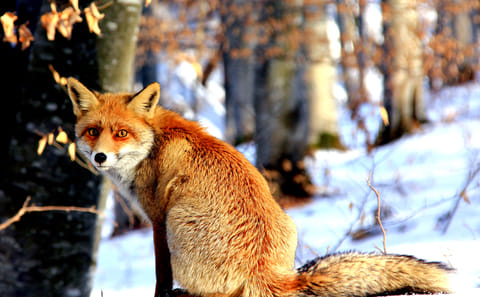 Wildlife Watching Tour in the Carpathians from Brașov