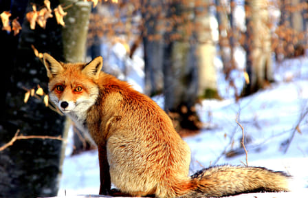 Wildlife Watching Tour in the Carpathians from Brașov