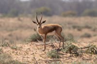 Souss Massa National Park - guided half day tour 9