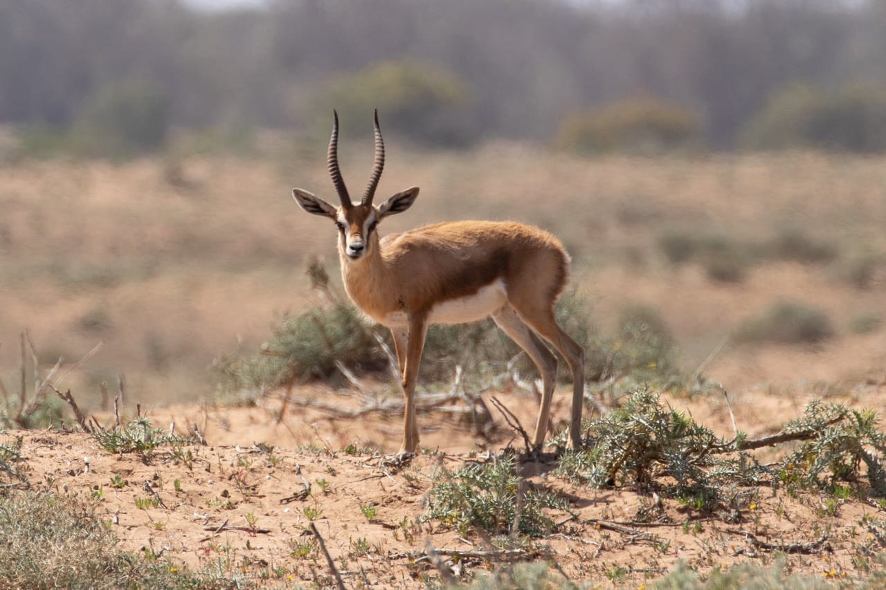 Souss Massa National Park - guided half day tour 9