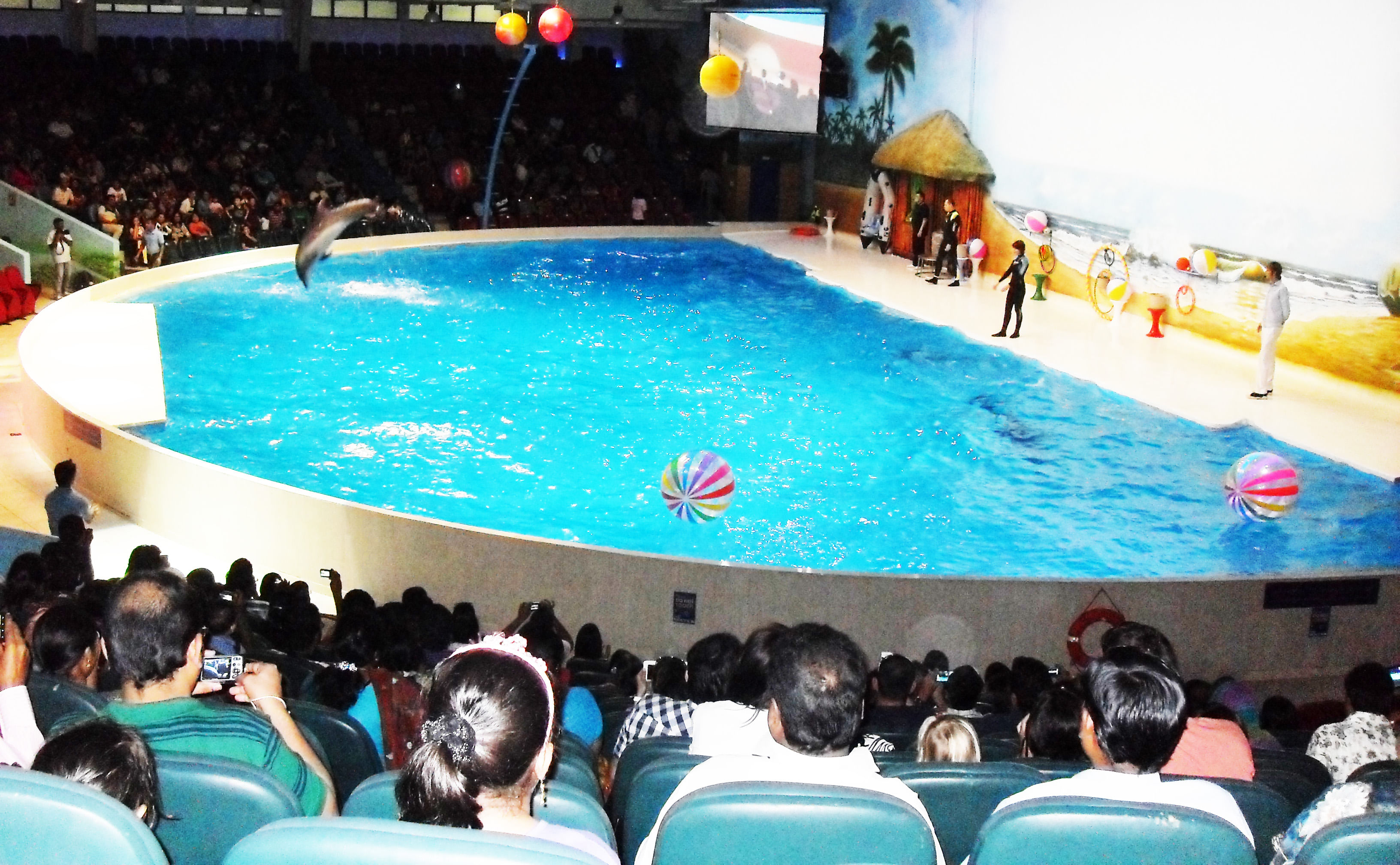 Dubai Dolphinarium Ticket with Daytur