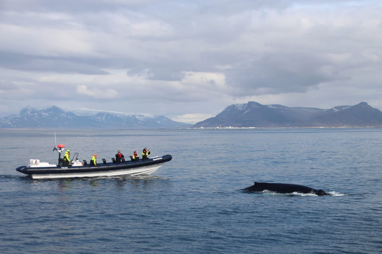 RIB Express 10