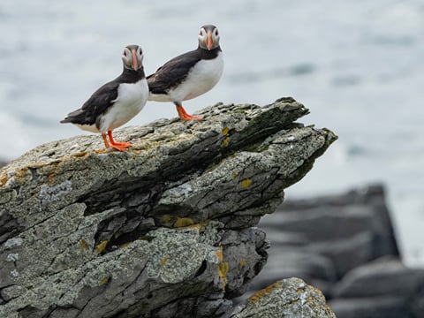 Puffin Party , photo 2