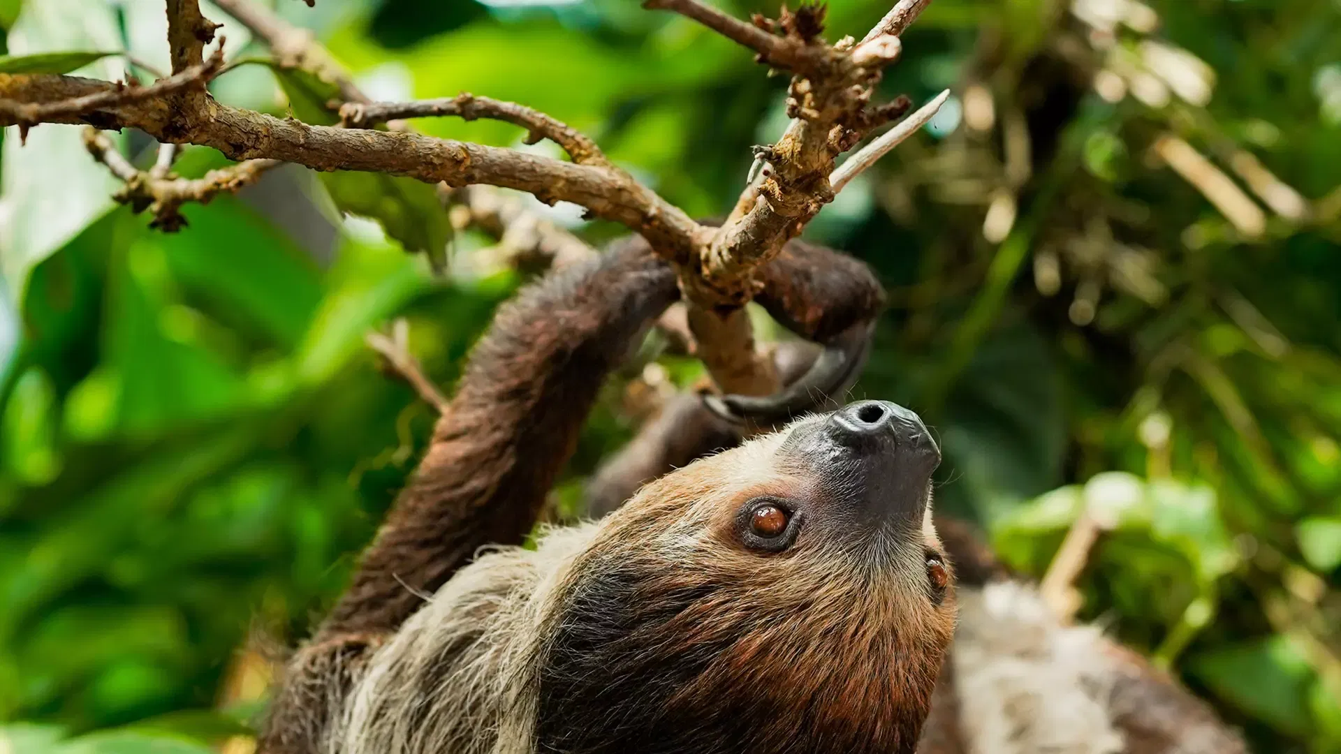 A two-toed sloth reaching up to a thin branch with tropical leaves behind it at The Green Planet Dubai