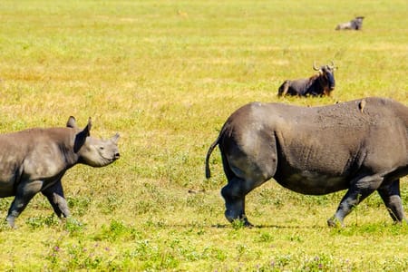 Yala National Park Safari: Experience Sri Lanka’s Wild Leopards & Bears