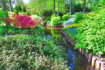 Day Tour to Keukenhof Gardens and Zaanse Schans from Amsterdam