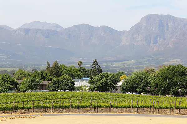 Journey through rolling vineyards and majestic mountains on the Cape Winelands tour.