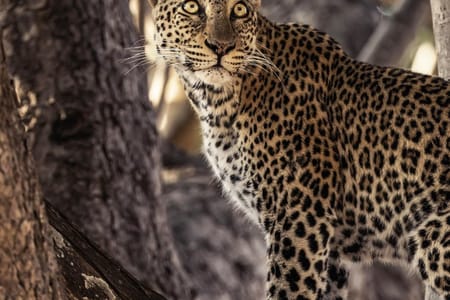 Wildlife Safari Adventure in Yala National Park from Benthota and Beruwala