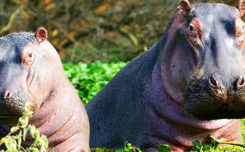 7-Day Wildlife Safari in Kenya's Iconic National Parks