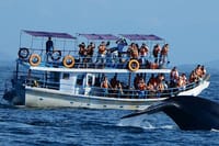Mirissa Whale Watching Tour From Bentota 2