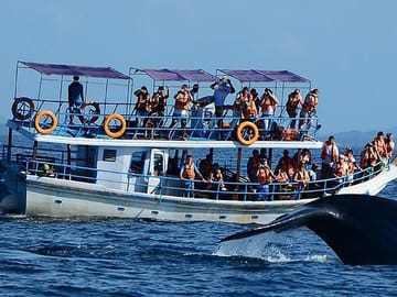 Whale Watching Tour from Bentota to Mirissa, Sri Lanka