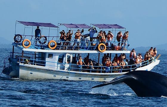 Mirissa Whale Watching Tour From Bentota