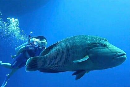 Sharm El Sheikh: Snorkeling Trip In Ras Mohamed By Boat