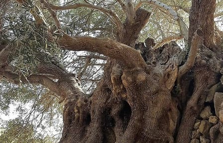 Richtis Waterfall, History, Azoria, OliveTasting, NorthCoast