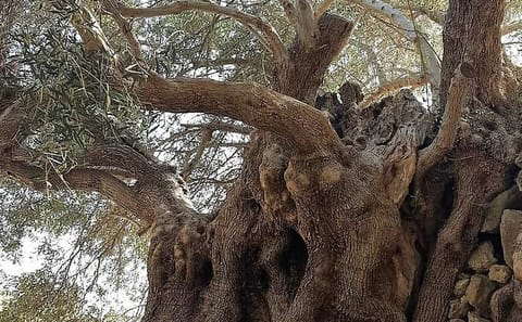 Adventure Tour to Richtis Waterfall and Olive Tasting in Istron