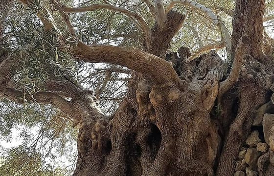 Richtis Waterfall, History, Azoria, OliveTasting, NorthCoast