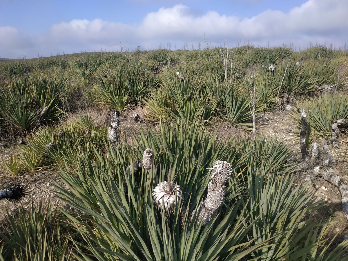 endemic plants at vashlovani national park