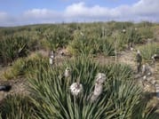 endemic plants at vashlovani national park