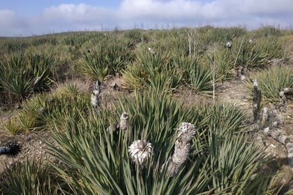 Discover Vashlovani: A Scenic Day Tour from Tbilisi