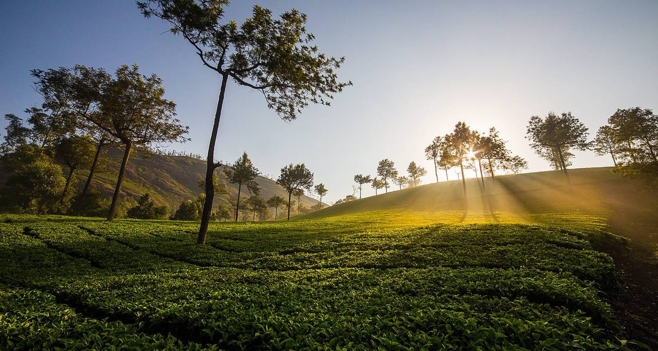 Classic Kerala - Tea Gardens To Backwaters & Beach! 3