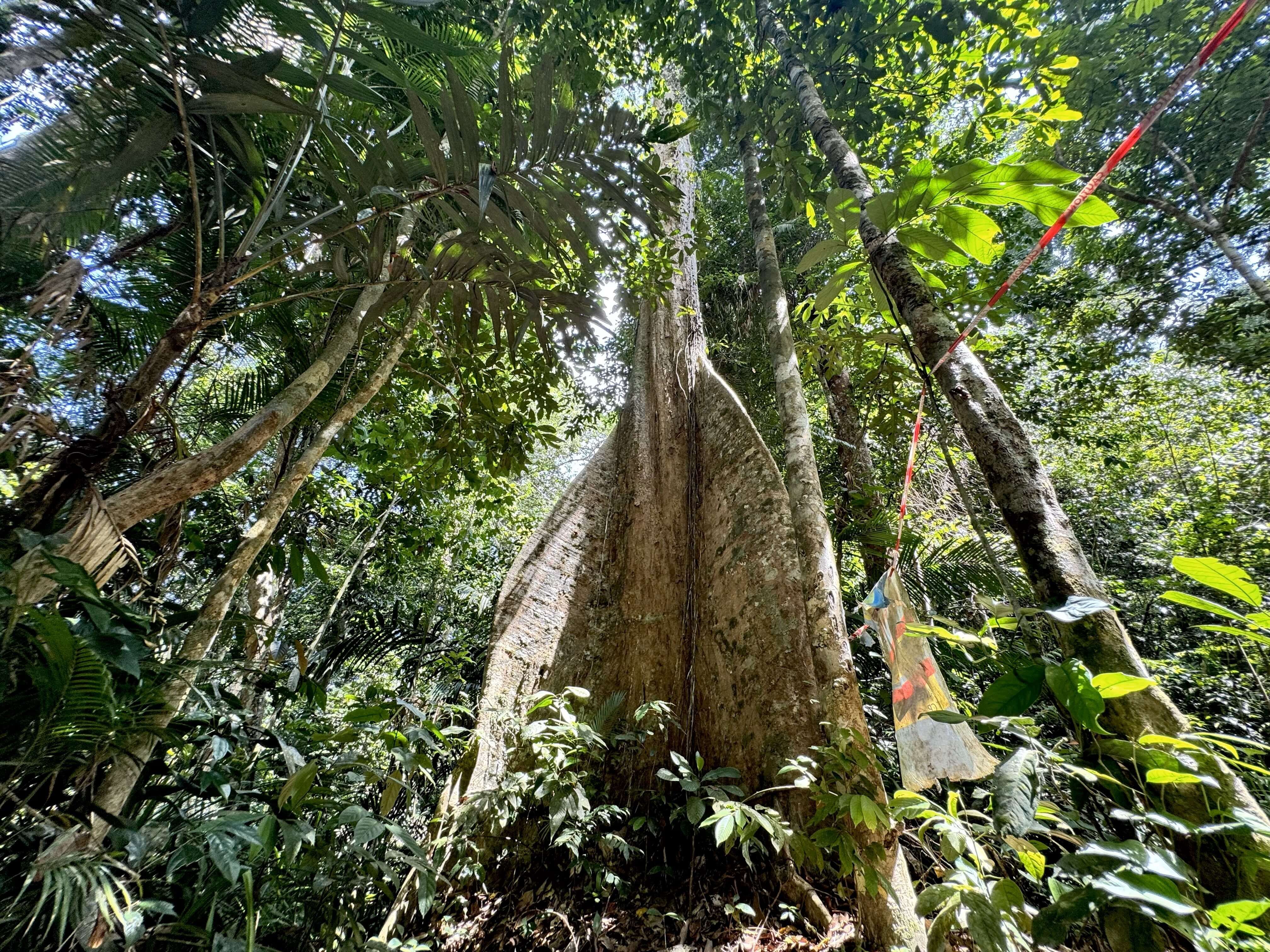 A towering tree with massive buttress roots, known as 'Bukit Roket', stands in a lush Malaysian rainforest. A unique landmark.