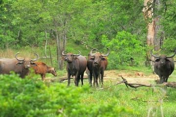 3 Days Koshi Tappu Wildlife Reserve Tour from Kathmandu