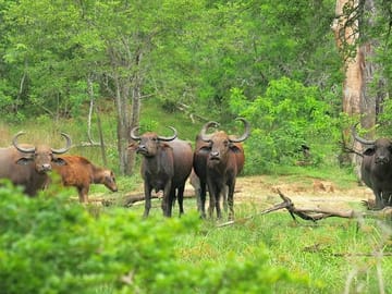 Koshi Tappu Wildlife Reserve Tour from Kathmandu: 3 Days