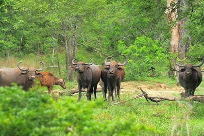3 Days Koshi Tappu Wildlife Reserve Tour from Kathmandu