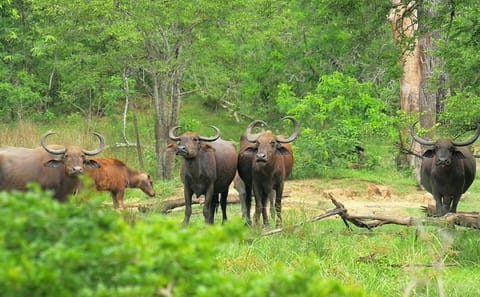 Koshi Tappu Wildlife Reserve Tour from Kathmandu: 3 Days