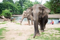 Elephant World Kanchanaburi with Private Transport from Bangkok 1
