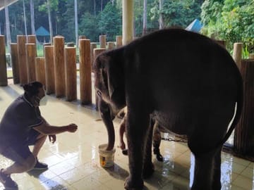 Elephant Sanctuary & Fireflies Combo Tour on Private Basis