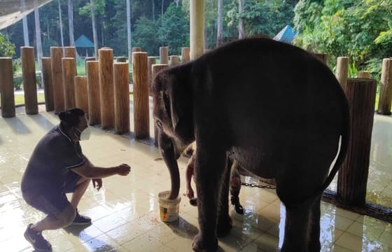 Elephant Sanctuary Tour (SIC)