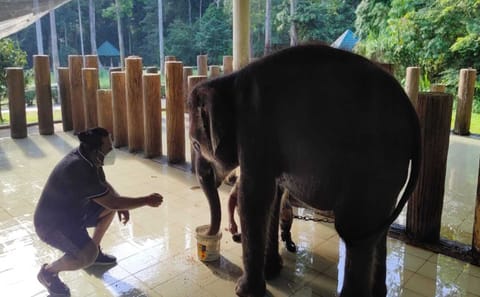 Elephant Sanctuary and Wildlife Tour in Lanchang, Malaysia