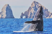 Los Cabos Whale Watching Cruise with Open Bar & Snacks 1