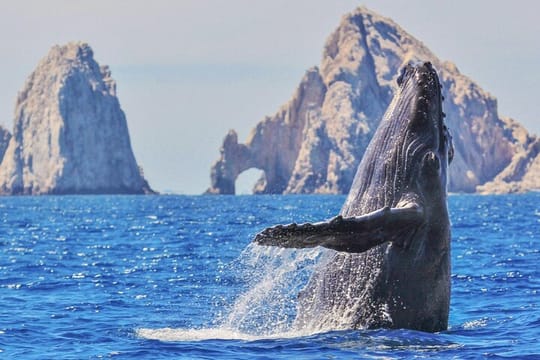 Los Cabos Whale Watching Cruise with Open Bar & Snacks
