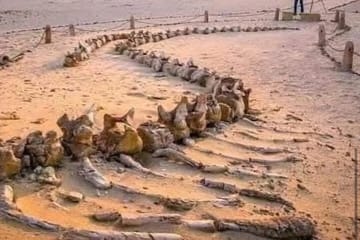 Fayoum Desert Safari and Giza Pyramids Day Tour from Cairo