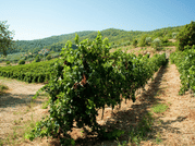 Winery Tour & Tasting near Lake Trasimeno & Perugia 2