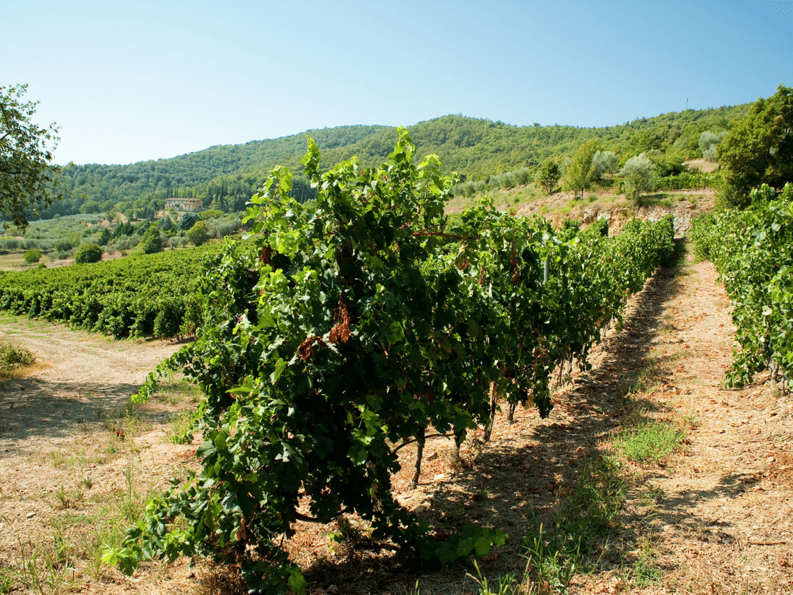 Winery Tour & Tasting near Lake Trasimeno & Perugia 2
