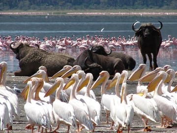 Lake Nakuru flamingos