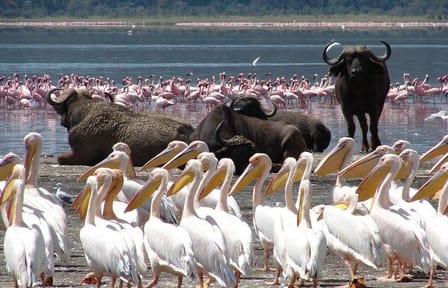 2-Day Wildlife Safari in Lake Nakuru National Park, Kenya