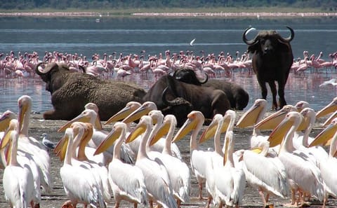 2-Day Wildlife Safari in Lake Nakuru National Park, Kenya