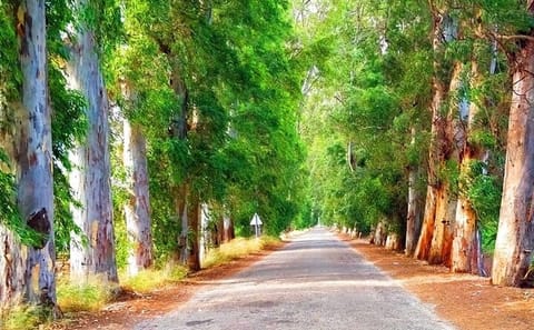 Marmaris Nature Tour: Azmak River and Yuvarlakcay Cruise