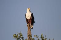 From Arusha: Day Trip to Lake Manyara National Park 9